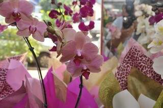 Orquídeas phalaenopsis são as preferidas depois das rosas. 