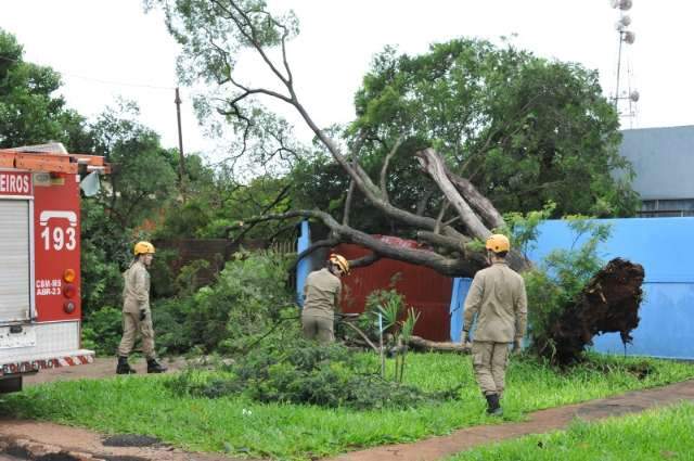 &Aacute;rvore cai com temporal, dois meses ap&oacute;s moradores pedirem por poda