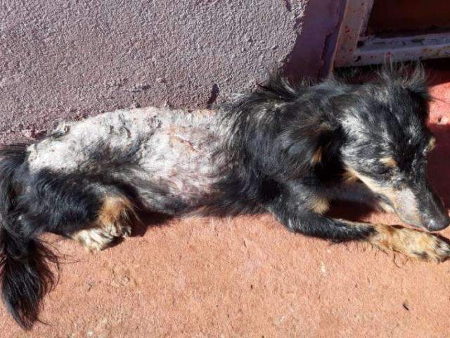 Pol&iacute;cia busca suspeito de praticar zoofilia em cadela encontrada ferida 