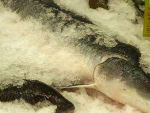 Peixes podem custar o dobro entre estabelecimentos, alerta Procon