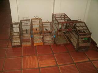 Aves apreendidas serão levadas para o Cras em Campo Grande. (Foto: PMA)