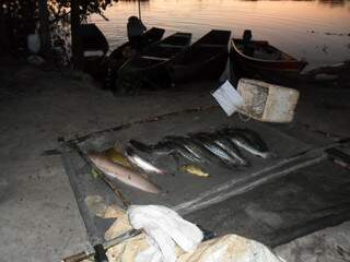 PMA flagra pescado irregular em acampamento. (Foto: Divulgação/PMA)