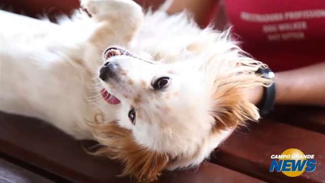 Tem pet e vai viajar? De bab&aacute; a hotel, veja op&ccedil;&otilde;es e pre&ccedil;os