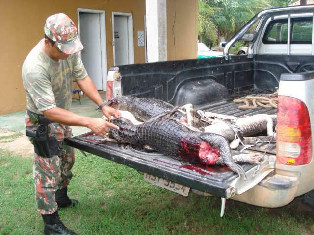 Pol&iacute;cia prende 5 pessoas por ca&ccedil;a ilegal e apreende jacares abatidos