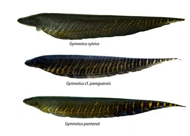 Embrapa descobre nova esp&eacute;cie de tuvira, peixe &#039;isca&#039; dos ribeirinhos