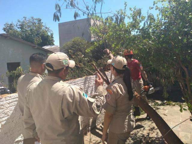 Corpo de Bombeiros diz que solo raso da Capital facilita quedas de &aacute;rvores 