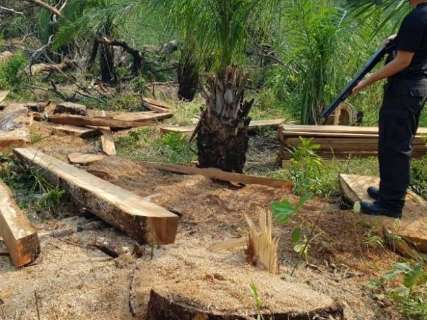 Operação da PF combate extração ilegal de madeira na reserva Kadiwéu