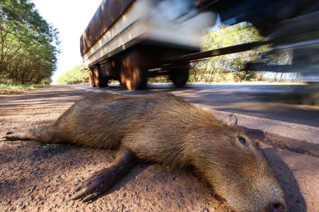 Alta velocidade &eacute; uma das causas de mortes de capivaras na BR-262