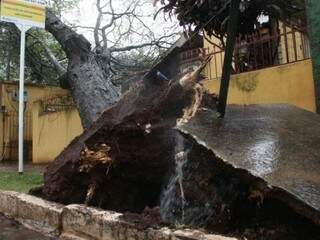 Árvore foi arrancada pela raiz com temporal rápido.
(Foto: Marcos Ermínio).