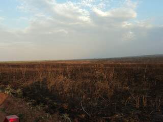 No total foi queimada uma área de 354 hectares. (Foto: divulgação)