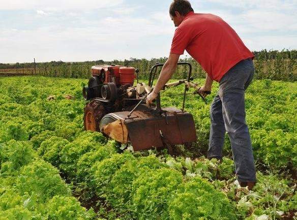 Sem conseguir vender, agricultores destr&oacute;em 25 mil p&eacute;s de alface