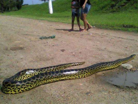 Sucuri de 5 metros "passeia" em &aacute;rea urbana e assusta moradores