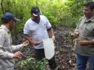 Equipe fazendo captura de mosquitos na área rural de Aparecida do Taboado (Foto: Secretaria de Saúde/Divulgação)