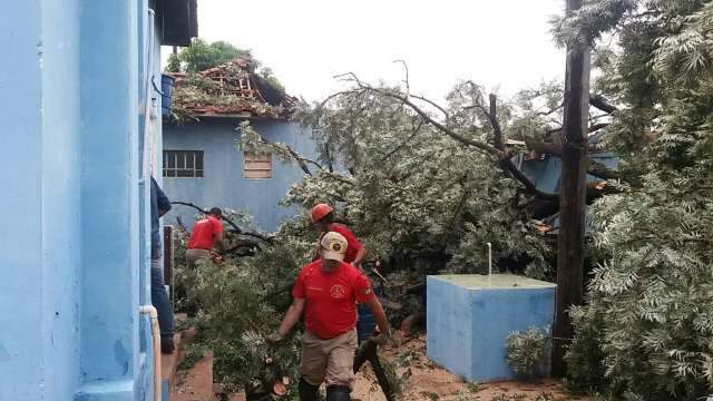 Pinheiro de 20 metros cai e por pouco n&atilde;o atinge moradores na 14 de julho
