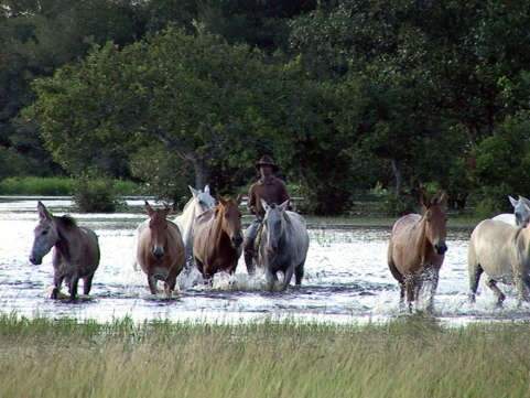 No lombo do cavalo, pantaneiro percorrerá 40 fazendas em aventura solitária  - Comportamento - Campo Grande News