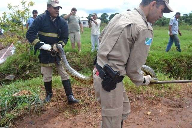 Em Caarap&oacute;, morador encontra sucuri de 3 metros em terreno   