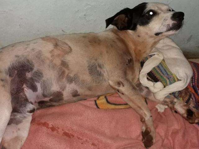 C&atilde;o &eacute; atropelado, motorista foge e fam&iacute;lia faz campanha para cirurgia de R$ 2300