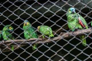 Quarteto de papagaios no CRAS, que também chegaram filhotes.