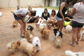 O segundo encontro contou com 45 cães da raça Spitz Alemão. (Foto: Marcos Ermínio)