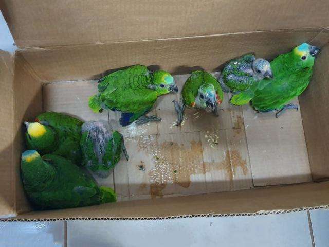 Traficantes s&atilde;o pegos com 7 papagaios em mochila e multados em R$ 70 mil