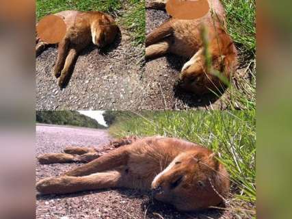 Felino raro é encontrado morto às margens em BR perto de Miranda