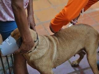 Cadela sendo imunizada em casa no bairro Maria Pedrossian (Foto: Marlon Ganassin)