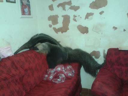 Tamanduá entra em casa, sobe no sofá e assusta moradores da Capital