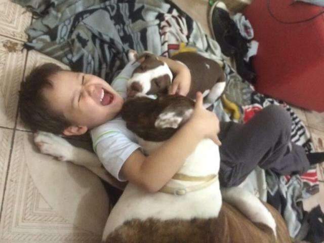 Se bem cuidados, pit bulls n&atilde;o fazem mal a ningu&eacute;m, garantem donos 