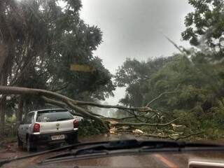 Árvore no meio da rodovia MS-376, entre Fátima do Sul e Dourados. (Foto: Divulgação MS News).