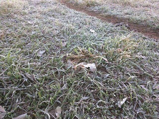 Por causa do frio intenso, filhotes de leit&atilde;o amanhecem mortos 