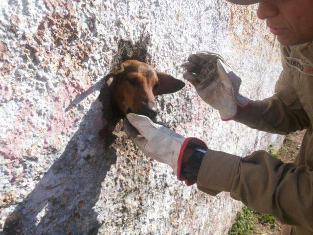 &ldquo;Morador&rdquo; de est&aacute;dio, c&atilde;o &eacute; resgatado depois de prender a cabe&ccedil;a em muro 