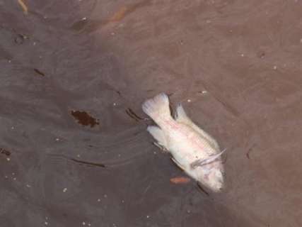 MP investiga sistema de esgoto após mortandade de peixes no Rio Anhanduí 