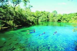 Boa visibilidade da água permite observar comportamento dos peixes. (Foto: Haroldo Palo Jr./ Bonito Web)