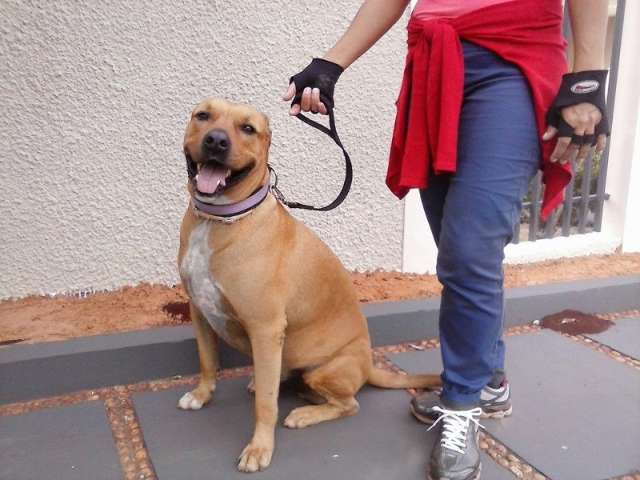 S&iacute;mbolo de luta, c&atilde;o Scooby reaparece saud&aacute;vel nas redes sociais