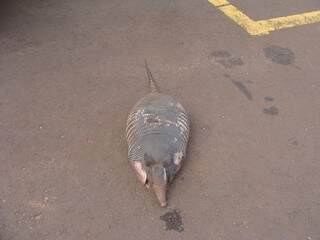 Tatu-galinha morre atropelado na avenida Mato Grosso na Capital
