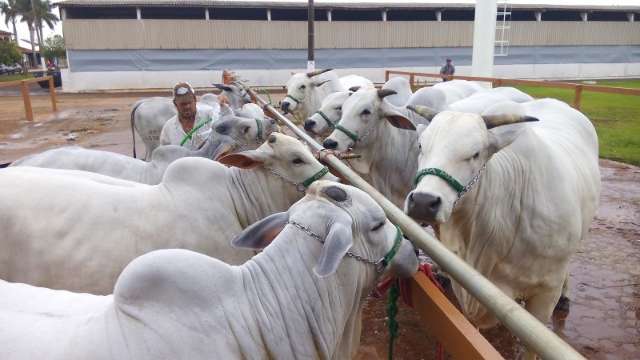 Semin&aacute;rio abre Expoagro, que tem como meta faturar R$ 125 mi em 10 dias