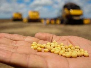Soja colhida em safras passadas em Mato Grosso do Sul: vendas da produção estão mais avançadas em 2018 (Foto: Marcos Ermínio/arquivo)
