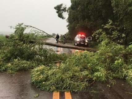 Vendaval derruba árvores em rodovias e chuva alaga cidades de MS