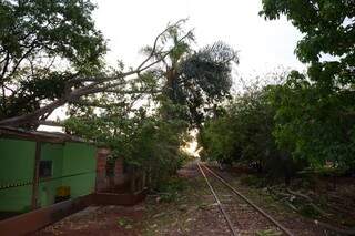 Galhos atingiram a linha do Trem, que ficou obstruída durante a tarde. Área já foi liberada.  (Foto: Minamar Junior)