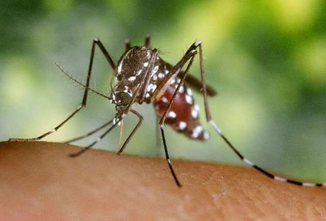Goi&aacute;s confirma dois casos de febre amarela e p&otilde;e MS em alerta 