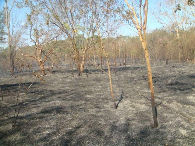  Adolescente &eacute; apreendido depois de colocar fogo em terreno no Estrela do Sul 