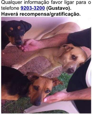 Leitor procura por 3 cachorros que fugiram na regi&atilde;o do Pioneiros