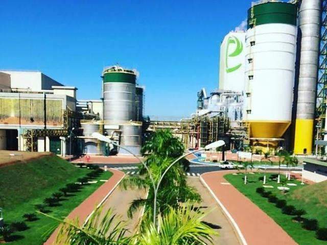 J&amp;F nega que tenha contratado banco para vender f&aacute;brica de celulose em MS