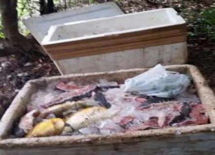 PMA prende homem com 340 quilos de pescado ilegal no Pantanal 