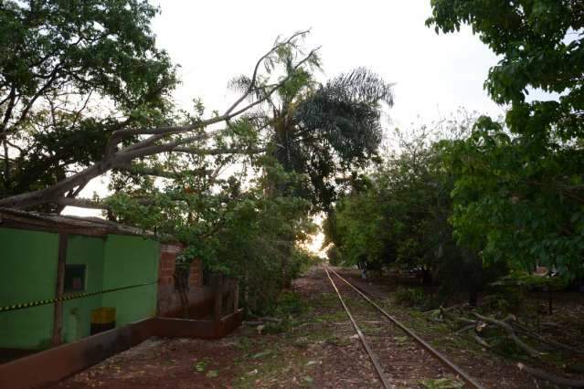 Resid&ecirc;ncia &eacute; interditada ap&oacute;s queda de &aacute;rvore no N&uacute;cleo Industrial 