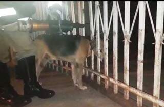 Militares do Corpo de Bombeiros precisaram expandir as grades para poder liberar o cachorro (Foto: Diário Corumbaense)