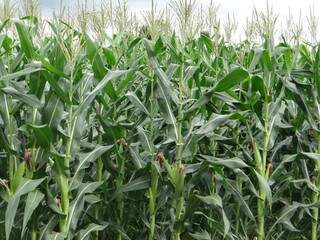 Pesquisadores analisaram a evolução do milho safrinha em várias regiões produtoras. (Foto: Fundação MS)