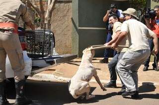 Após tentativa fracassada dos bombeiros, agentes do CCZ conseguiram conter o cachorro (Foto: Alcides Neto)