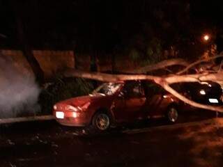 Árvore caiu sobre picape e danificou carro (Foto: Direto das Ruas)