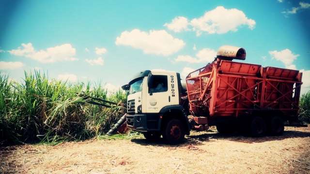 Colheita de cana-de-a&ccedil;&uacute;car &eacute; 44,6% maior em compara&ccedil;&atilde;o ao ano passado